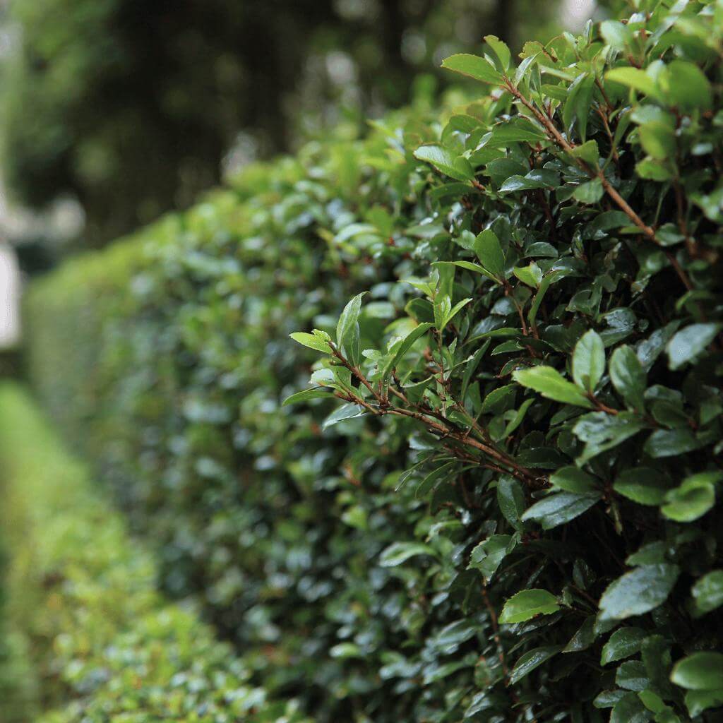 Ligustrum vulgare – ptačí zob jako nenáročný a rychle rostoucí živý plot