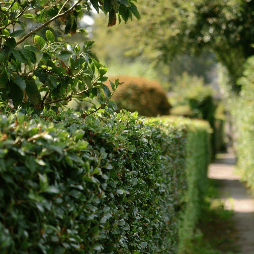 Výsadba živého plotu krok za krokem – vzdálenosti, hloubka, péče