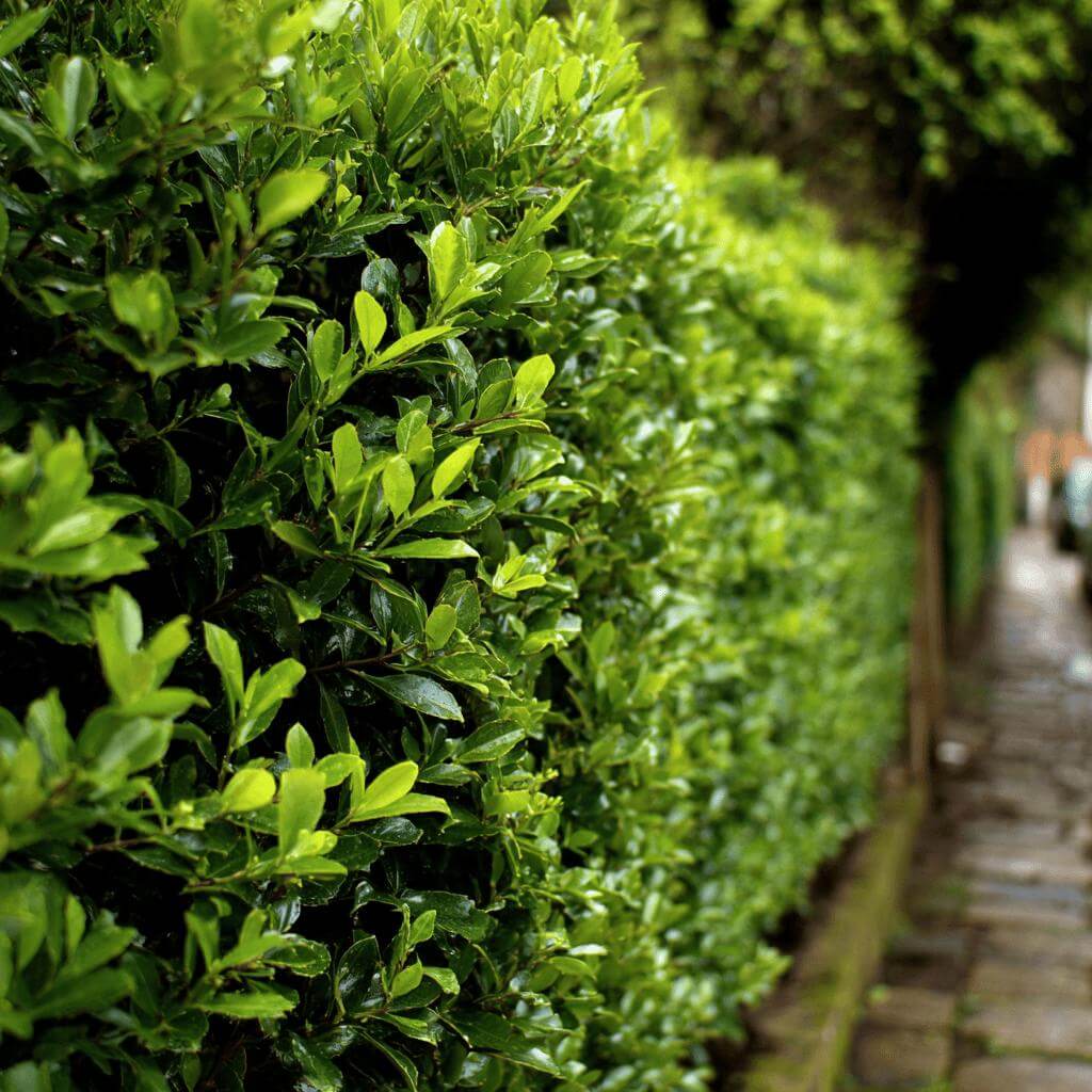 Kvetoucí živé ploty – spojení krásy a funkce