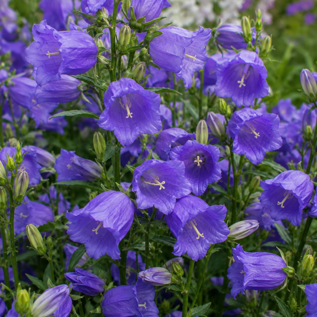 Jak pěstovat zvonek (Campanula) – stanoviště a péče