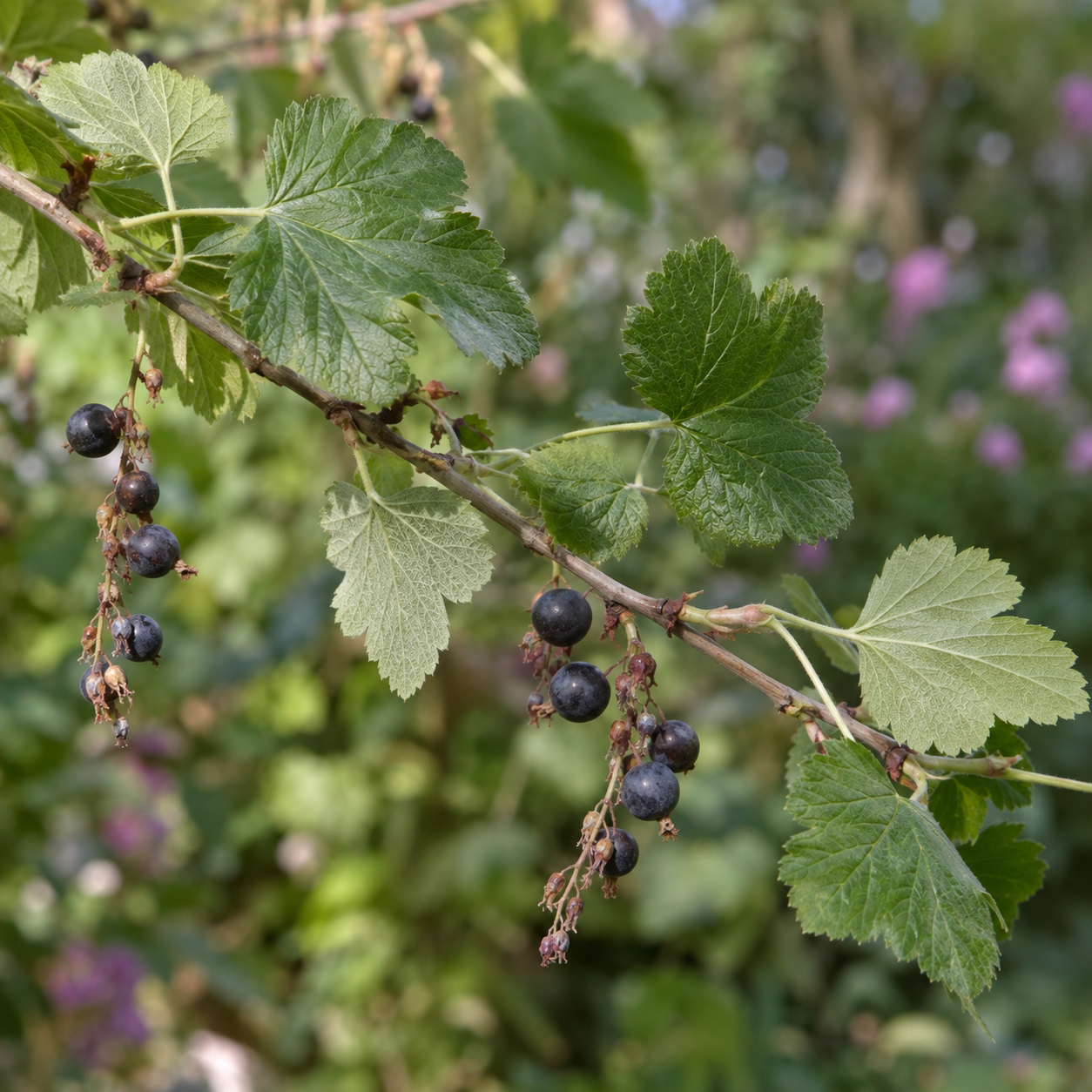 vetev-meruzalky-krvave-s-plody-a-lalocnatymi-listy