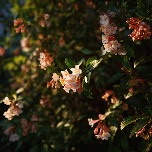 abelie-abelia-detail-kvetu-a-listu-ruzove-a-bile-odstiny