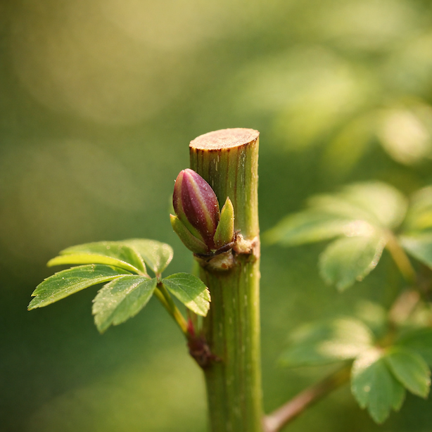 akebie-peticetna-akebia-quinata-detail-rezu-vyhonku-nad-pupenem
