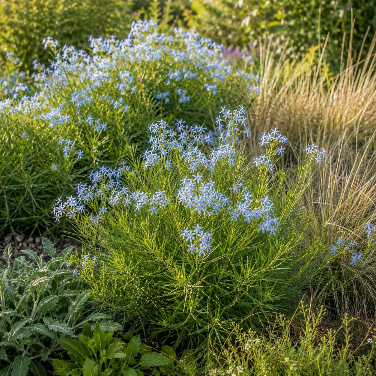 amsonie-amsonia-v-prirodni-trvalkove-vysadbe