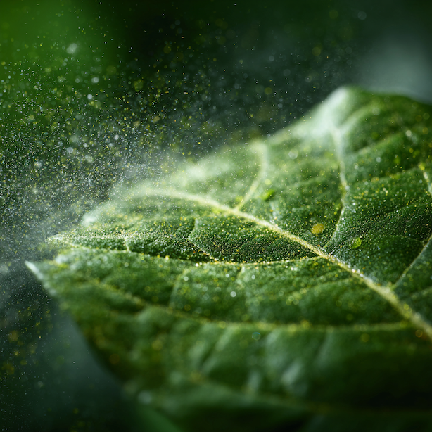 aplikace-postriku-na-spodni-stranu-listu-proti-molicim-detail-ucinneho-zasahu