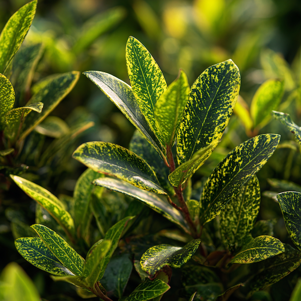 aucuba-japonica-detail-listu-a-vyhonu-pred-rezem