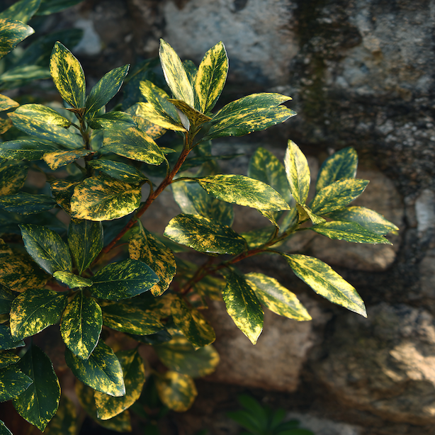 aucuba-japonica-ker-u-kamenne-zdi-vlhka-puda-po-zalivce