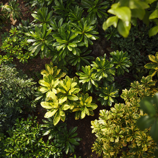 aucuba-japonica-ruzna-zbarveni-listu-ker-ve-stinnem-zahonu-pohled-shora