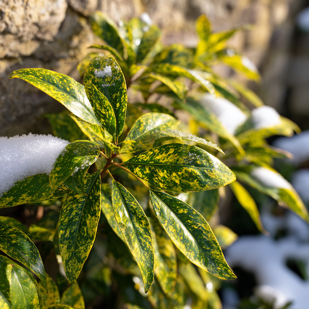 aucuba-japonica-zimni-vzhled-listy-se-snehem-u-kamenne-zdi