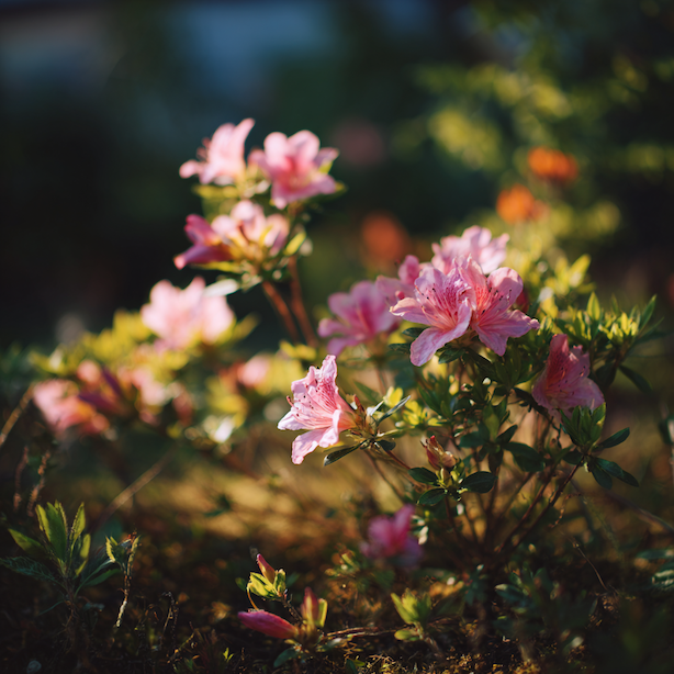 azalka-kvetouci-v-polostinu-detail-kvetu-a-listu-v-kysle-pude