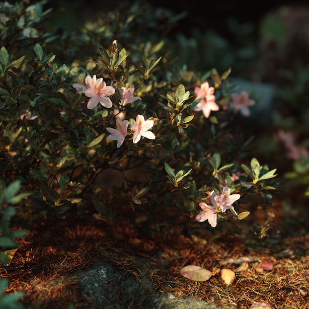 azalka-v-dobre-kondici-v-kysle-pude-prirozeny-rust-a-kveteni