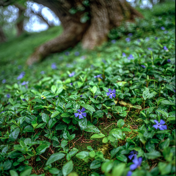 barvinek-jako-pudopokryvna-rostlina-pod-stromem-na-svahu