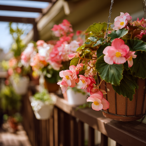 begonie-v-zavesnem-kvetinaci-na-letnim-balkone-v-polostinu