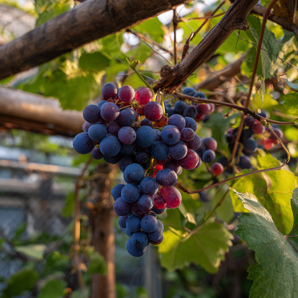 bezsemenná-vinna-reva-hrozen-tmavych-bobuli-na-pergole