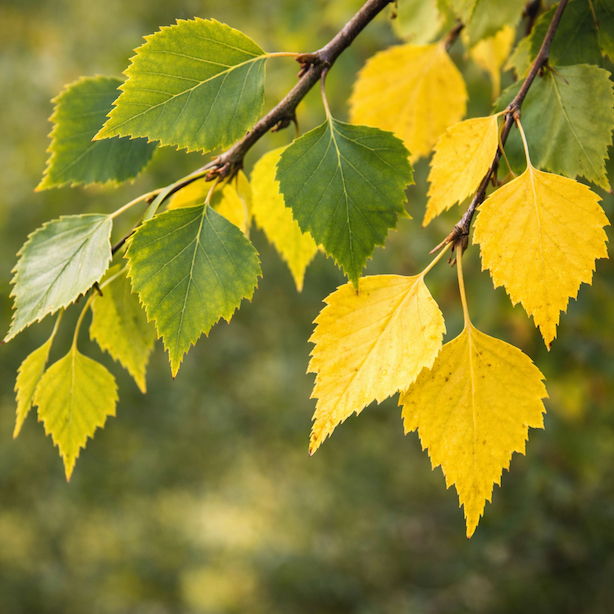 briza-betula-zloutnuti-listu-behem-vegetace-kontrast-zelene-a-zlute-listy