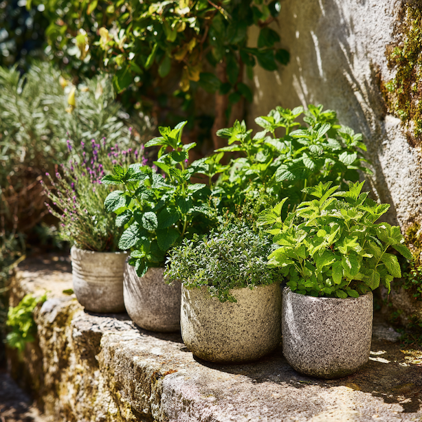 bylinky-a-ruzne-odrudy-maty-v-kvetinacich-na-kamennem-muru-ve-slunecni-zahrade