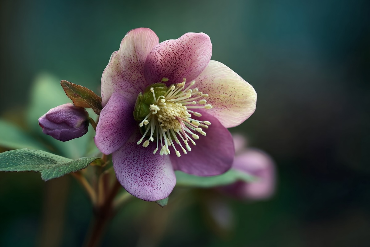 cemerice-helleborus-detail-kvetu-s-vyraznymi-tycinkami-a-ruzovo-kremovym-zbarvenim