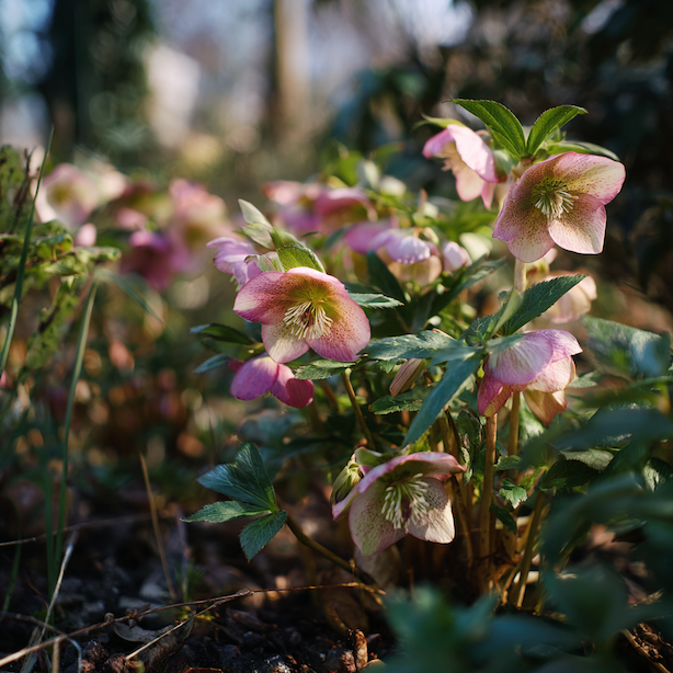 cemerice-helleborus-kvetouci-trs-v-polostinu-pod-drevinami