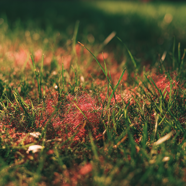 cervena-nitkovitost-travniku-s-viditelnymi-cervenymi-vlakny-v-porostu 