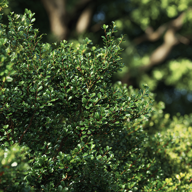 cesmina-ilex-prirozeny-rust-husty-habitus-stalezeleny-ker