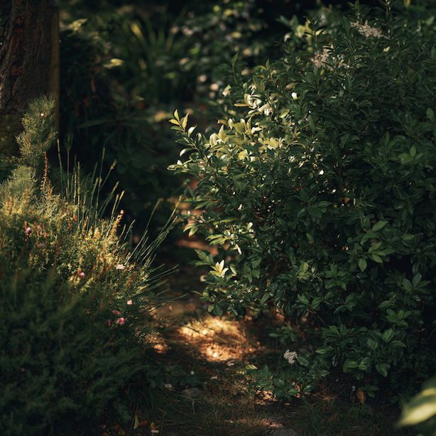 cesmina-ilex-stalezeleny-ker-ve-stinu-prirozene-stanoviste-pod-stromy