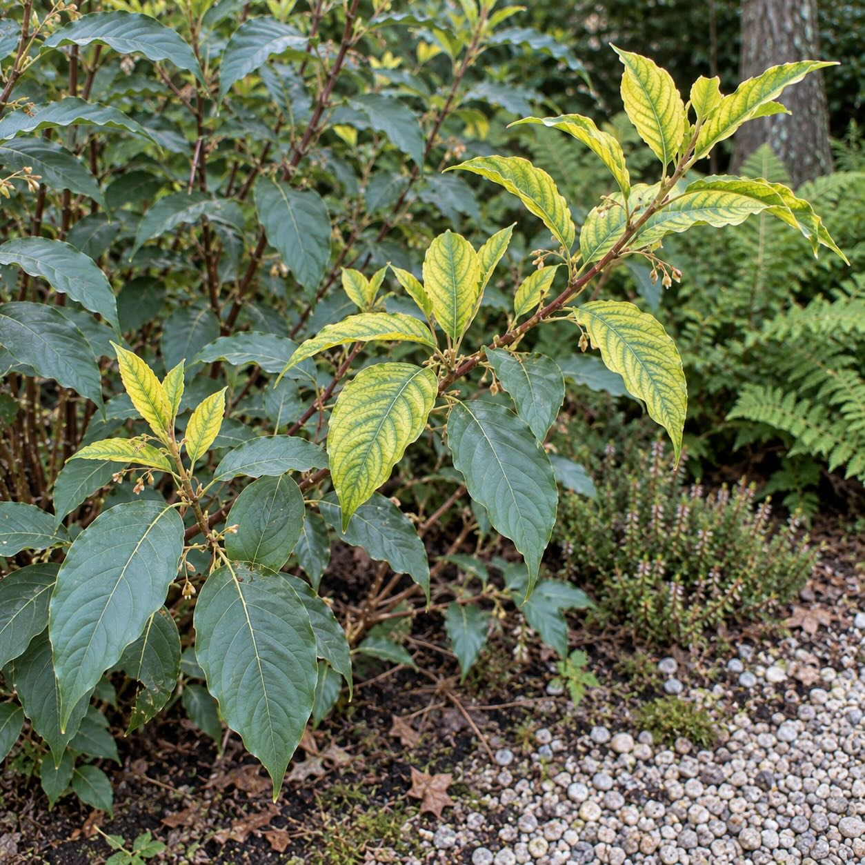 chloroticke-zloutnuti-listu-zenobie-prasnave-zenobia-pulverulenta