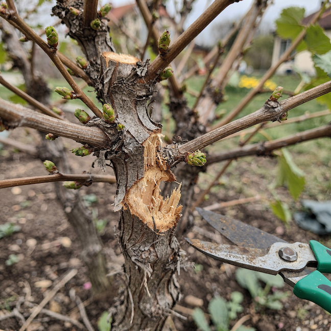 chybny-rez-vinne-revy-vitis-vinifera-poskozeni-stareho-dreva-a-velka-rana-na-kminku