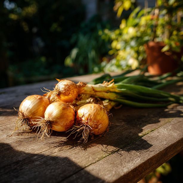 cibule-daytona-f1-zluta-sklizen-velke-zlute-hlavy-s-koreny-na-drevenem-stole-ve-slunecnim-svetle