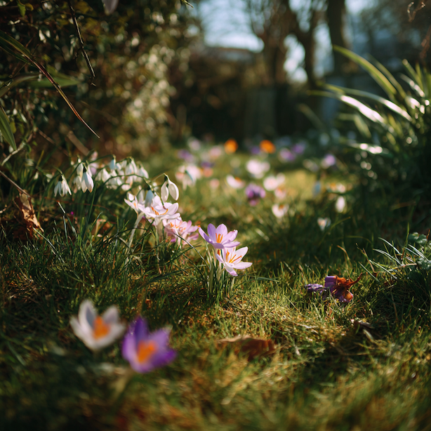 cibuloviny-v-travniku-prirodni-jarni-efekt-s-krokusy