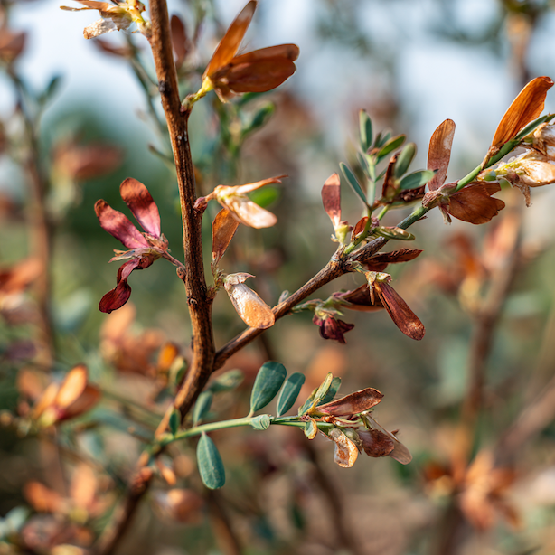 cilimnik-cytisus-zasychajici-vetve-a-listy-projev-chradnuti-keru