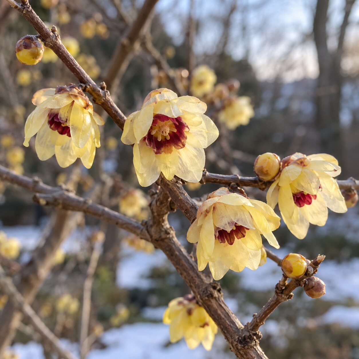 detail-kvetu-zimnokvetu-chimonanthus-praecox