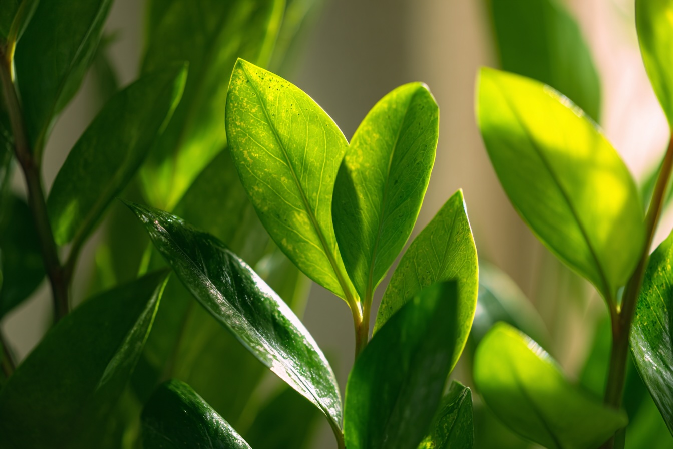 detail-listu-zamiokulkasu-odolna-pokojovka-do-stinu