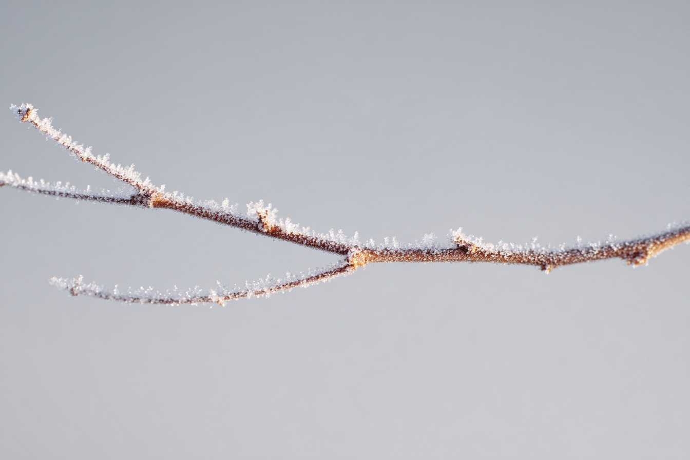 detail-zimni-vetvicky-jinovatka-prirodni-textura-prosinec