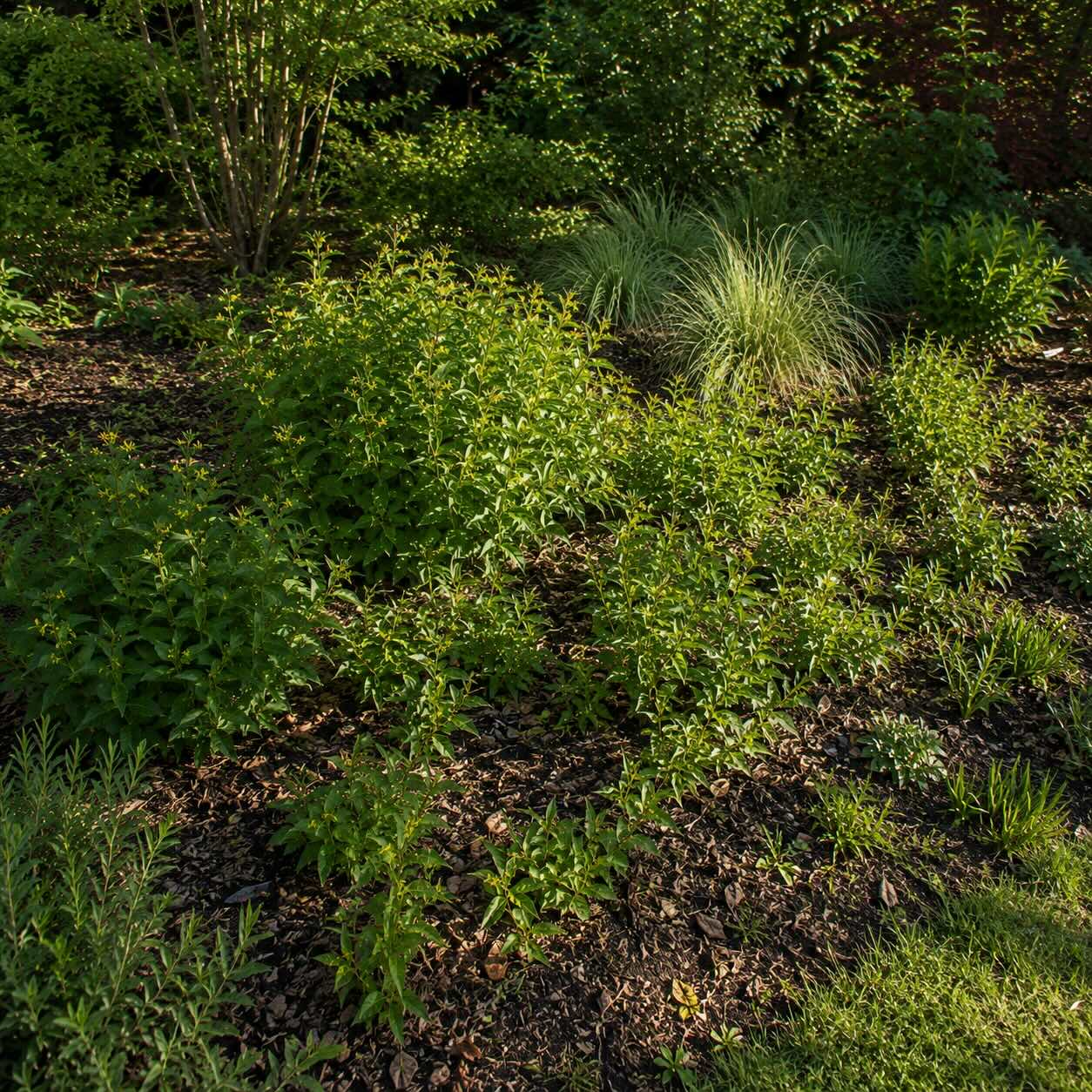 diervila-diervilla-lonicera-prirozene-rozrustani-a-tvorba-mladych-vyhonku-v-zahonu