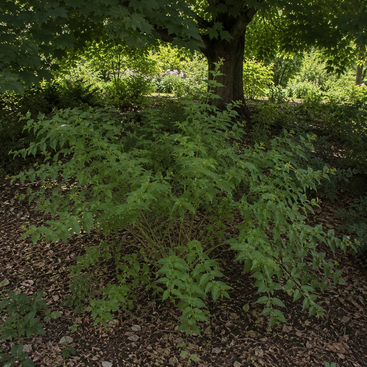 diervila-diervilla-lonicera-ridky-a-protazeny-rust-v-hlubokem-stinu