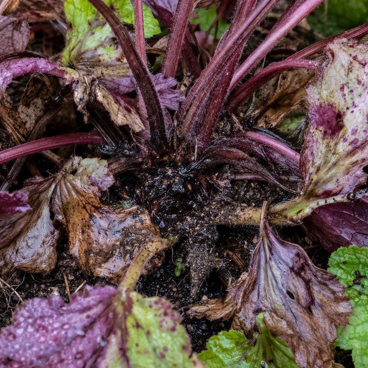 dluzicha-hniloba-stredu-trsu-a-poskozene-listy-vlivem-premokreni