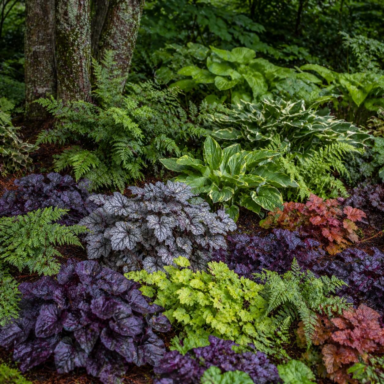 dluzicha-kombinace-ve-stinnem-zahonu-s-kapradinami-a-bohyskami