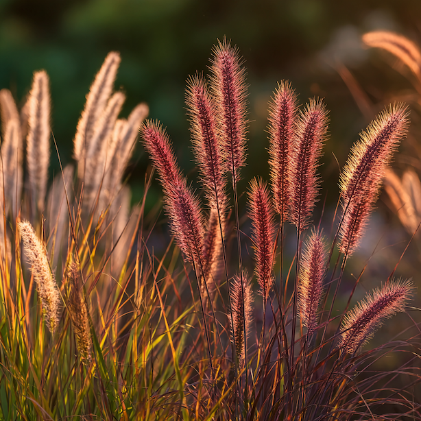 dochan-pennisetum-alopecuroides-kultivar-red-head-tmave-cervene-klasy