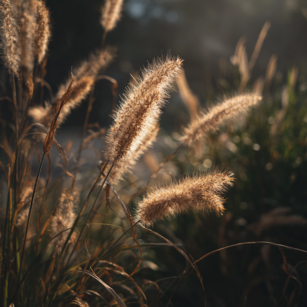 dochan-pennisetum-alopecuroides-polehle-klasy-po-desti-oslabeny-trs