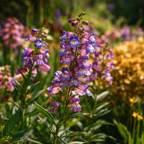 dracik-penstemon-letni-kveteni-v-trvalkovem-zahonu