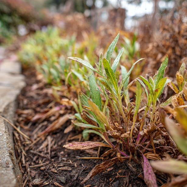 dracik-penstemon-oslabeny-porost-po-zime-v-trvalkovem-zahonu