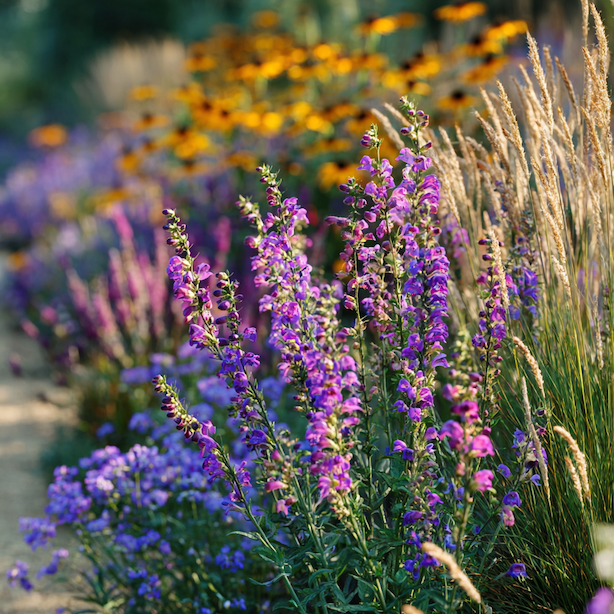 dracik-penstemon-vyuziti-v-trvalkovem-zahonu-s-okrasnymi-travami