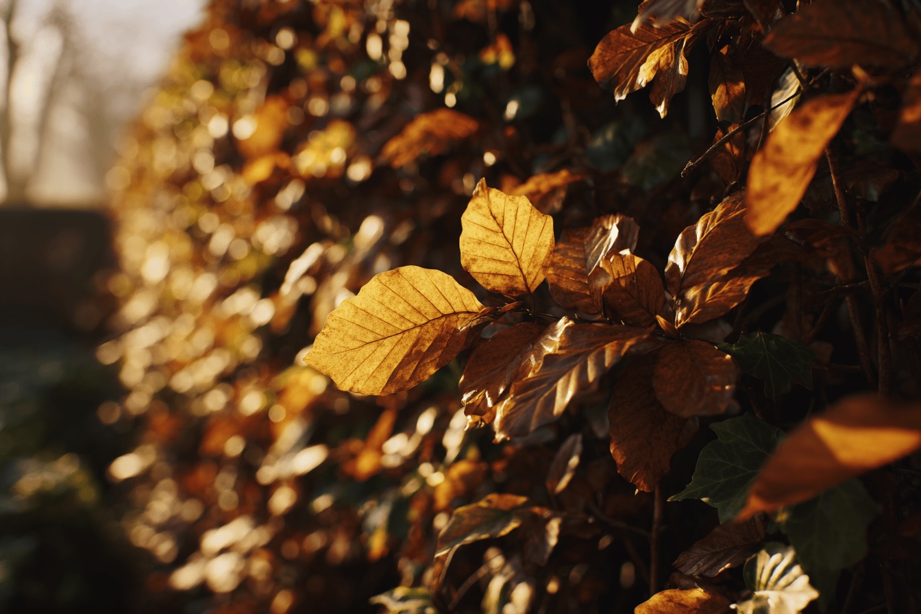 fagus-listy-ziveho-plotu-v-zimnim-svetle-s-lesklou-texturou
