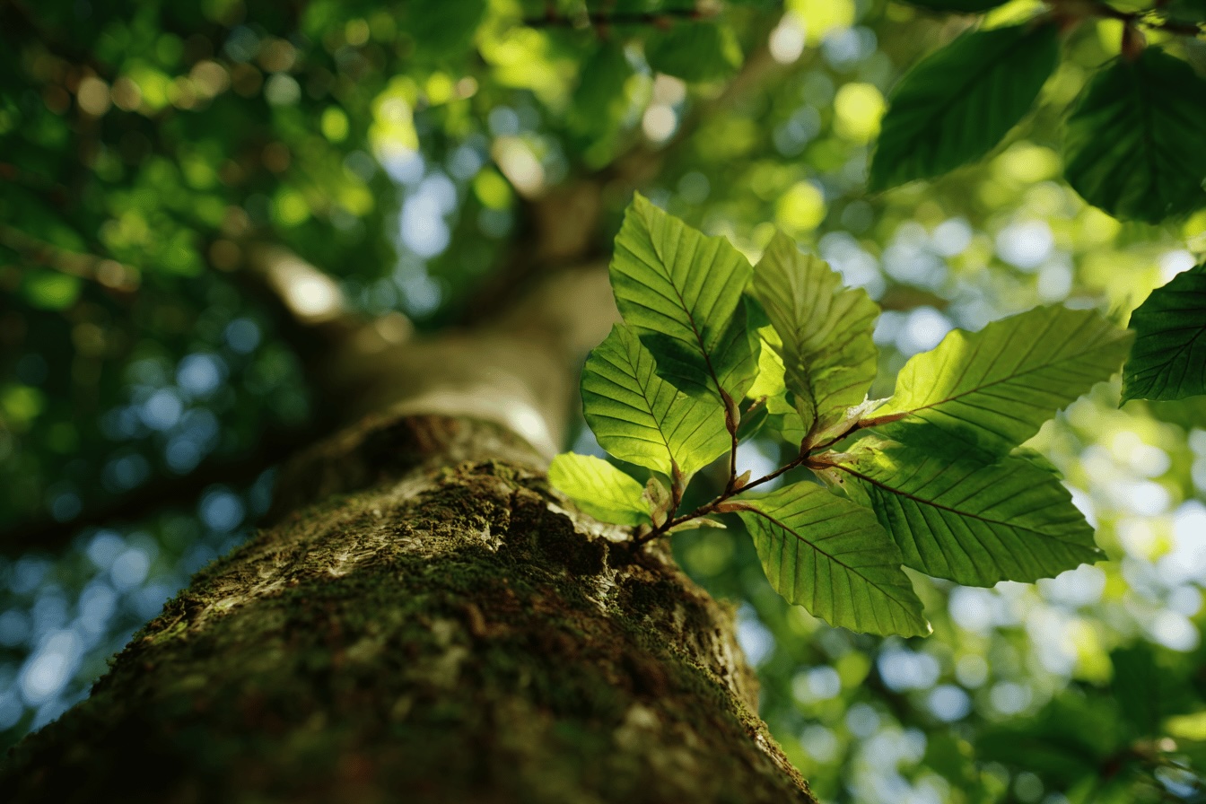 fagus-pohled-od-kmene-na-mlade-listy-v-korune-stromu