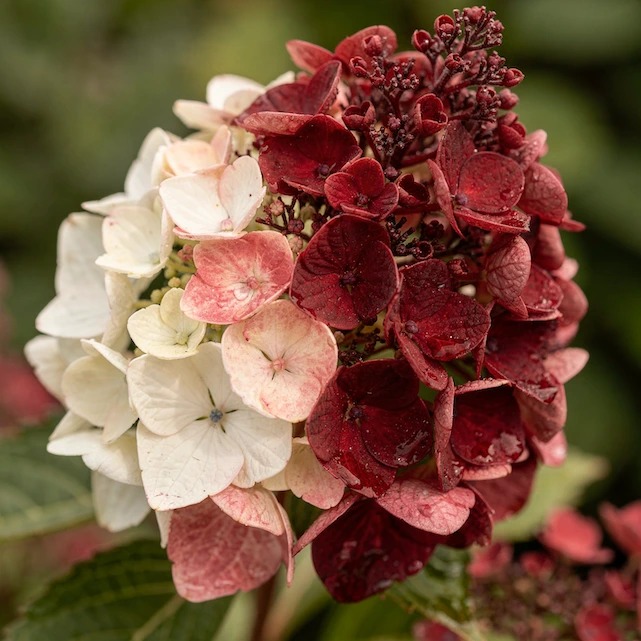hydrangea-paniculata-diamant-rouge-syte-cervene-a-kremove-kvety-na-jednom-kvetenstvi
