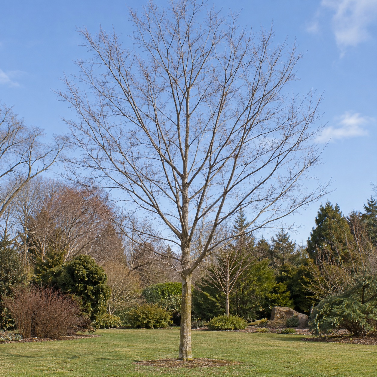 mlada-zelkova-s-prubeznou-osou-koruny