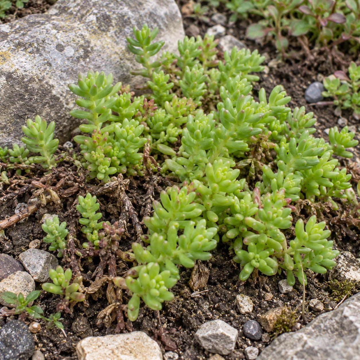 rozchodnik-zelene-listy-a-suche-stonky-detail
