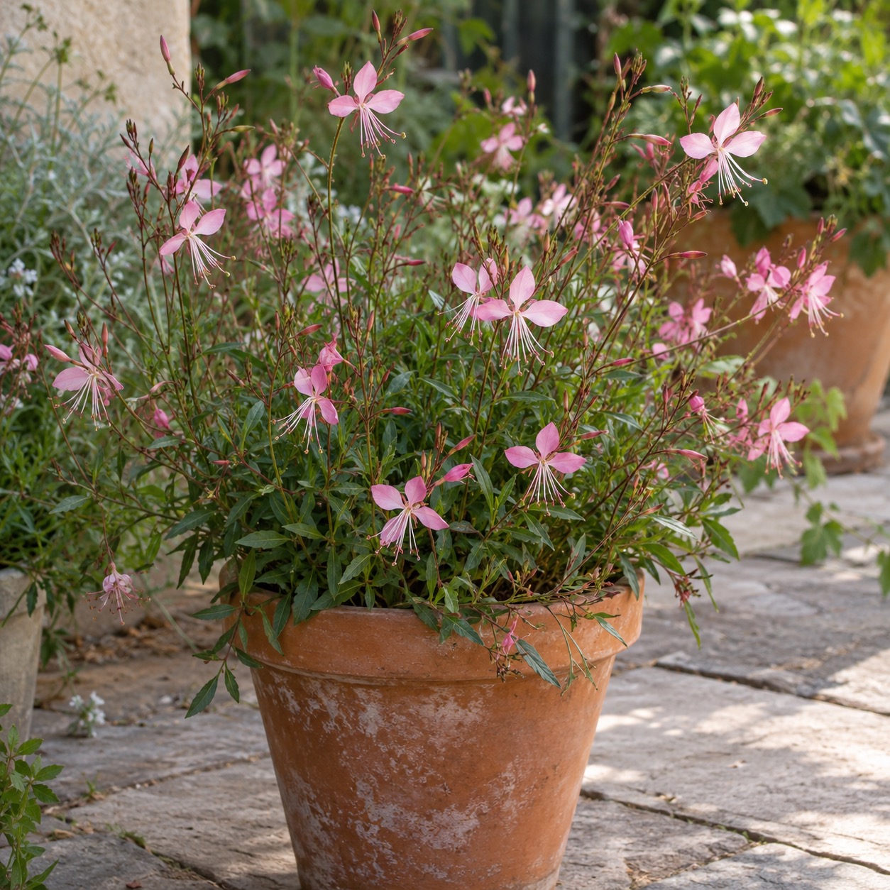 ruzova-gaura-v-prostorne-terakotove-nadobe
