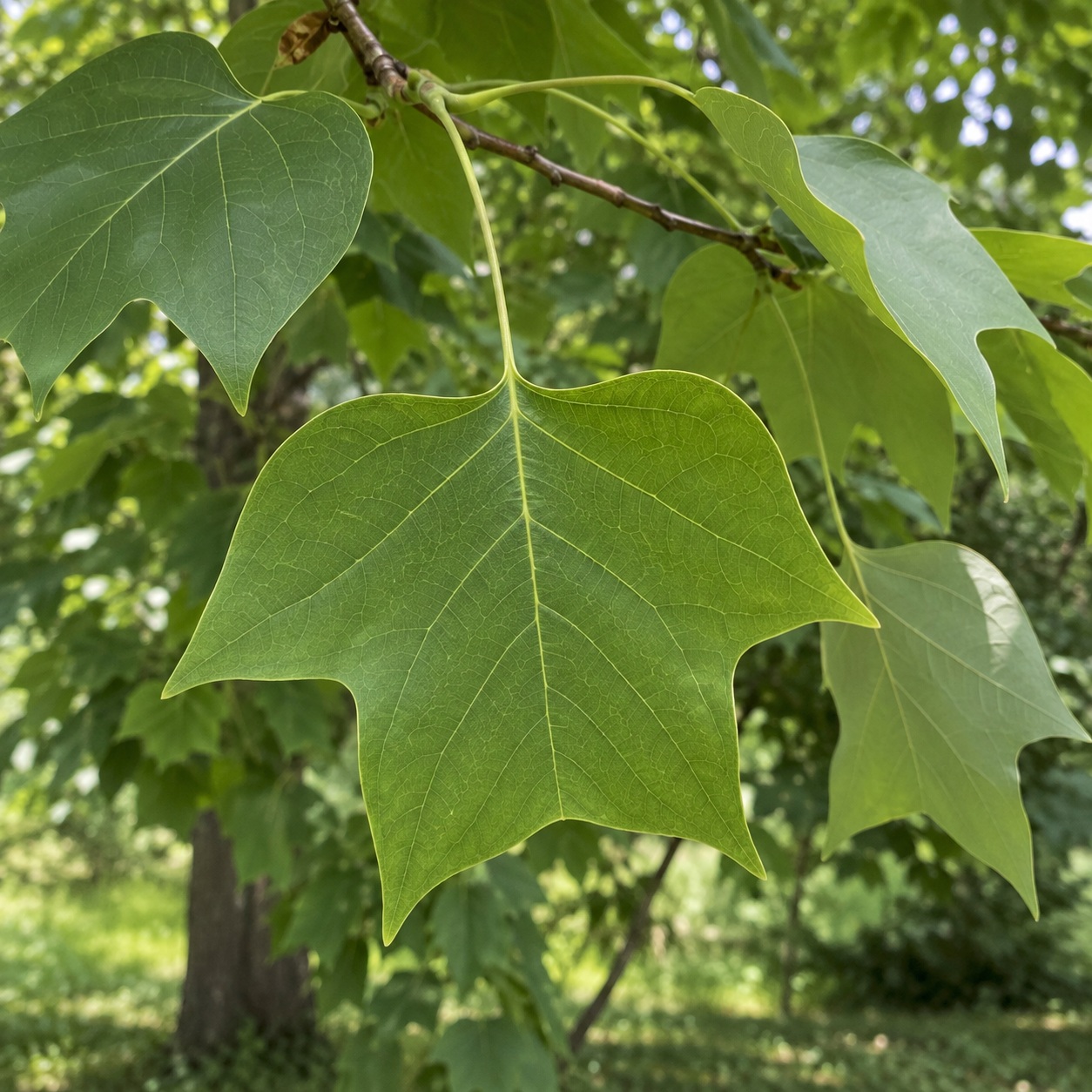 zeleny-ctyrlalocny-list-liliovniku