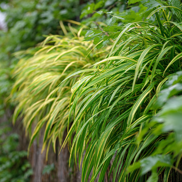 hakonechloa-macra-aureola-zlutozelene-panasovane-listy-previsly-trs-v-polostinu